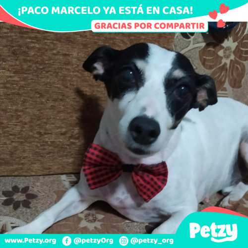 Foto de mascota Paco Marcelo