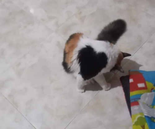 Frida