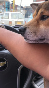 Foto de Hatchi  en Ubaque Cundinamarca #6