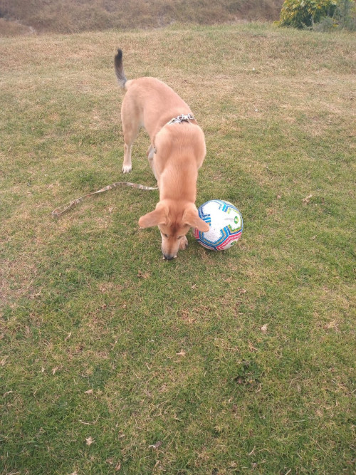 Chiqui