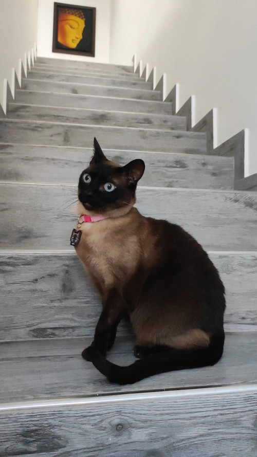 Rutti
