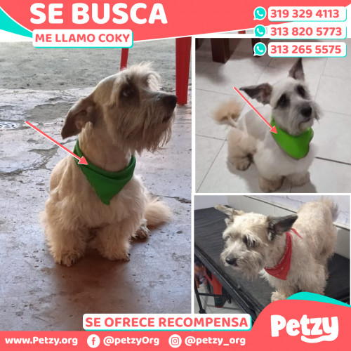 Foto de mascota Coky