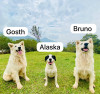 Foto de Gosth, Bruno Y Alaska en Cali Valle del Cauca #1