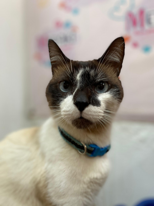 Milo (mailo)