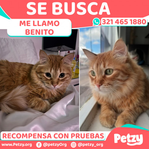 Foto de mascota Benito