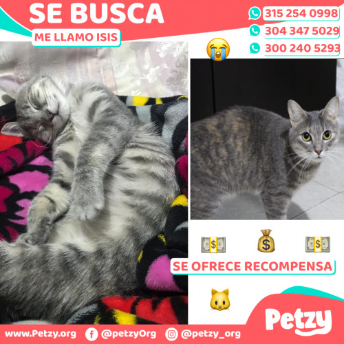 Foto de mascota Isis
