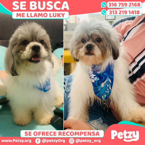 Foto de mascota Luky