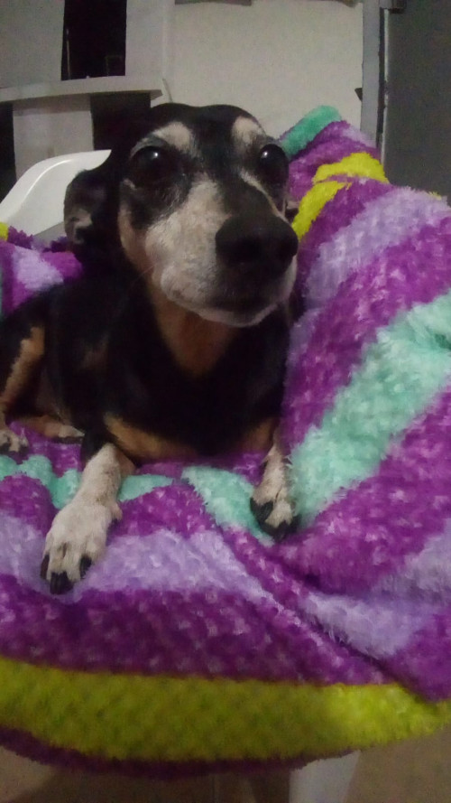 Paco