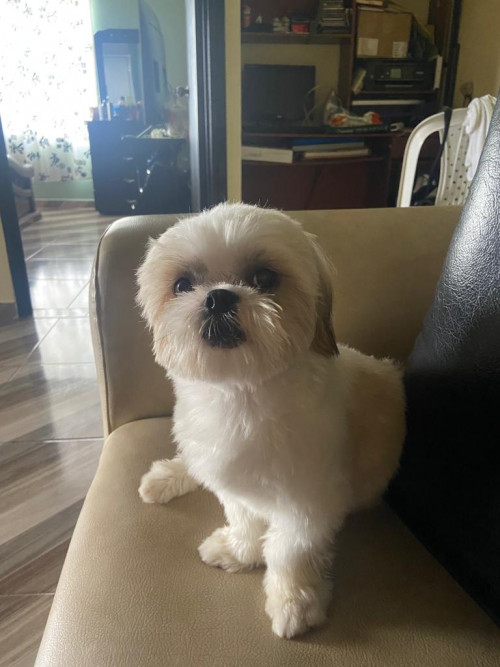 Toby