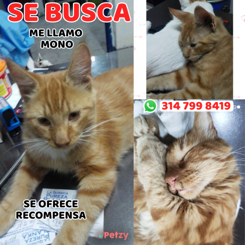 Foto de mascota Mono