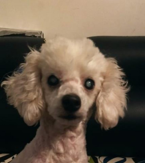 Nala