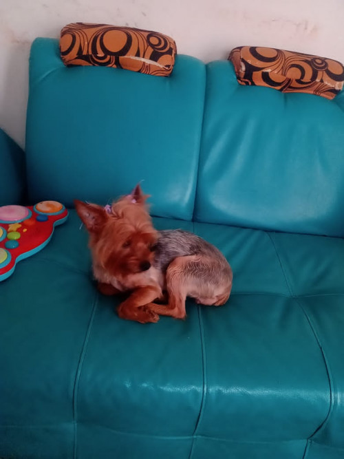 Pili