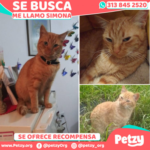 Foto de mascota Simona