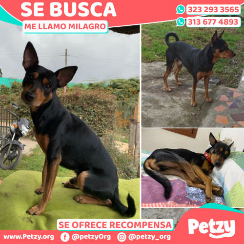 Foto de mascota Milagro