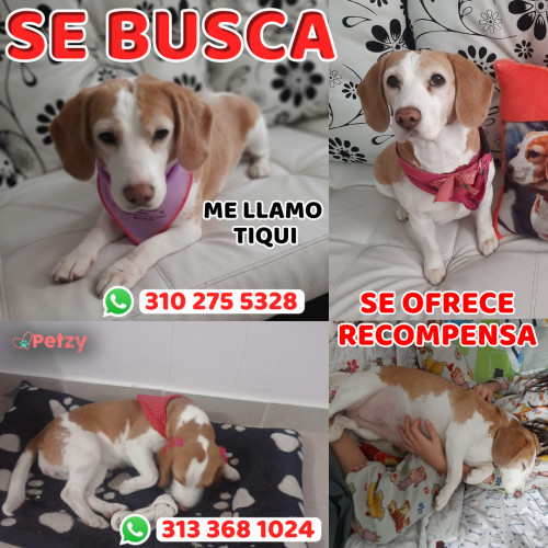 Foto de mascota Tiqui