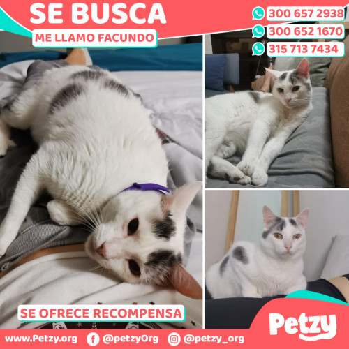 Foto de mascota Facundo