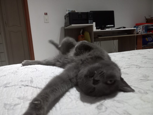 Morita