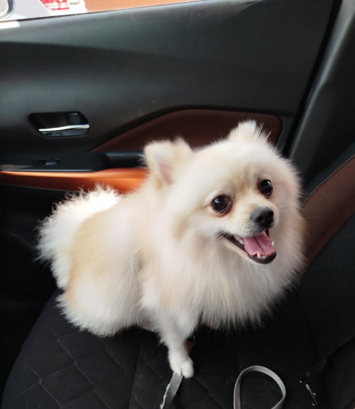 Cooper