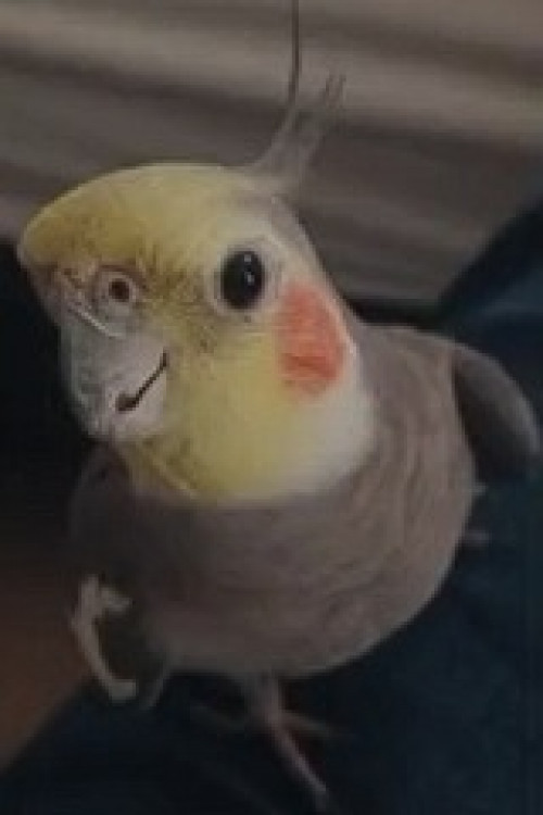 Juan