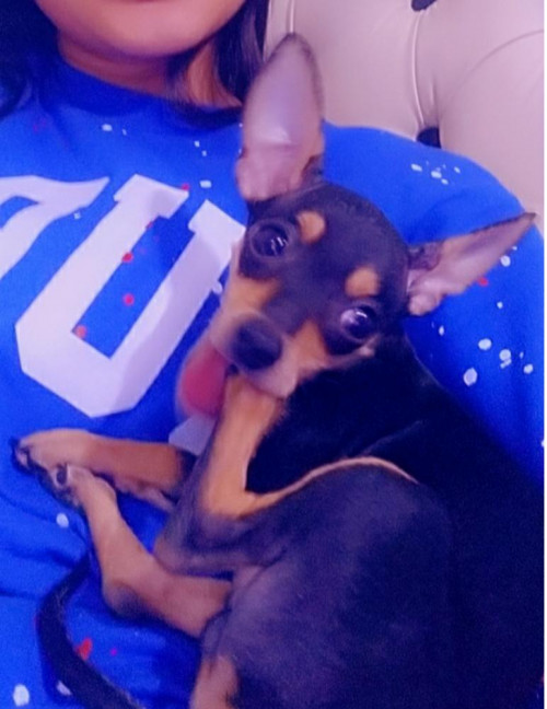 Coquito