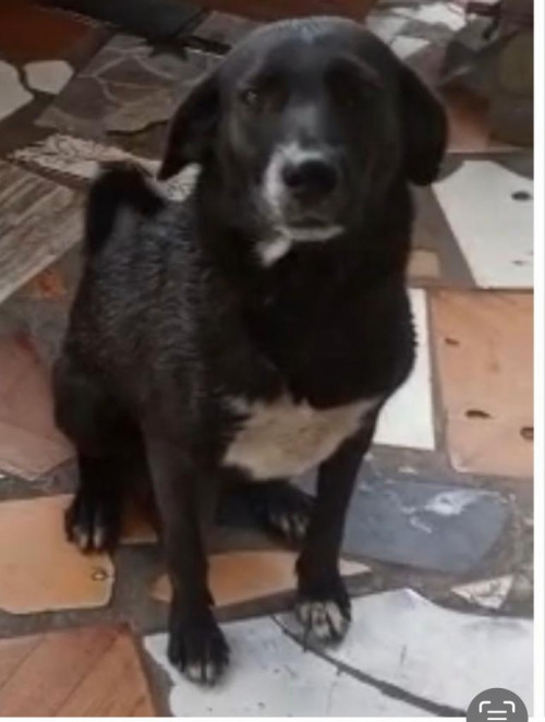 Negra
