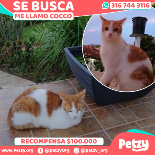 Foto de mascota Cocco