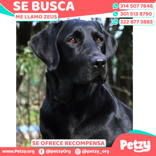 Foto de mascota Zeus