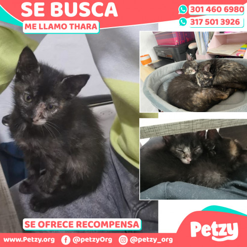 Foto de mascota Thara