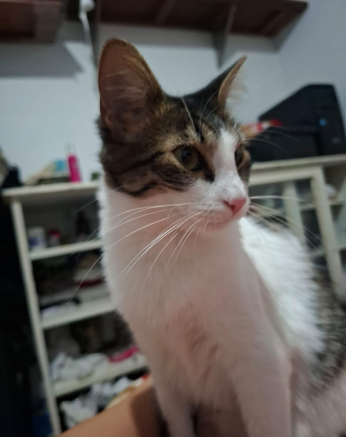 Nala