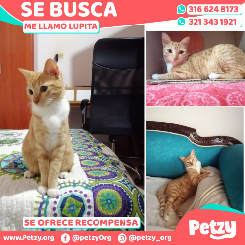 Foto de mascota Lupita