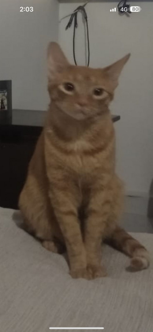Lorenzo