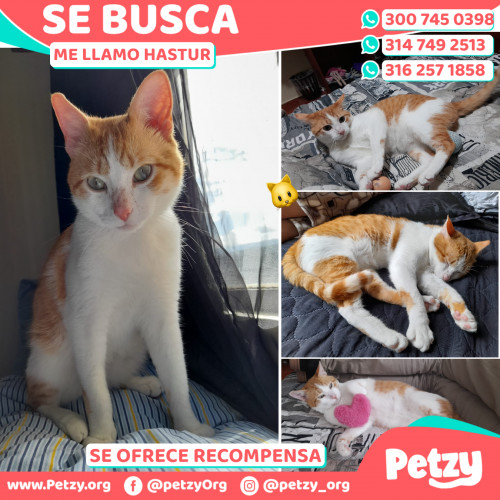 Foto de mascota Hastur