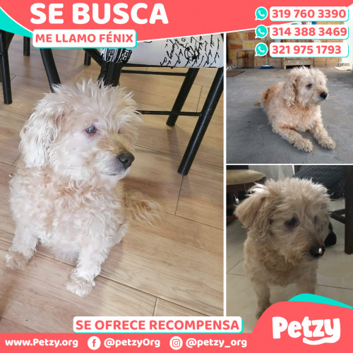 Foto de mascota Fénix