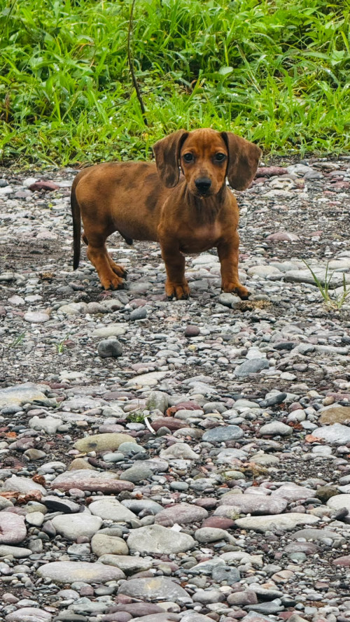Canelo