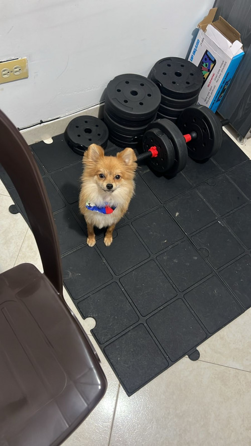 Axel