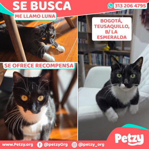 Foto de mascota Luna