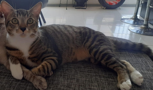 Max