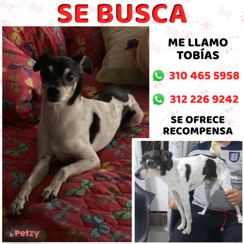 Foto de mascota Tobías