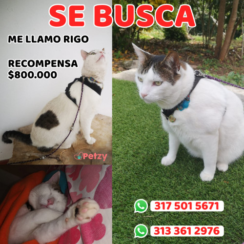 Foto de mascota Rigo