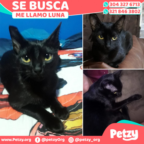 Foto de mascota Luna