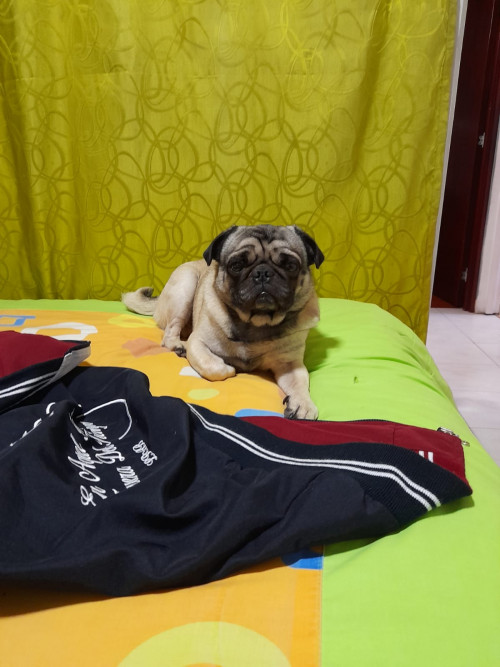 Bruno