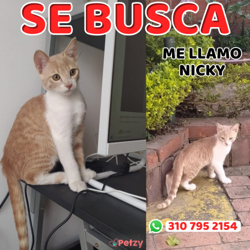 Foto de mascota Nicky