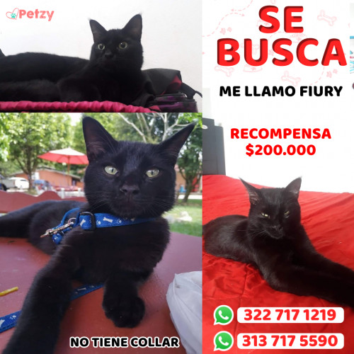 Foto de mascota Fiury