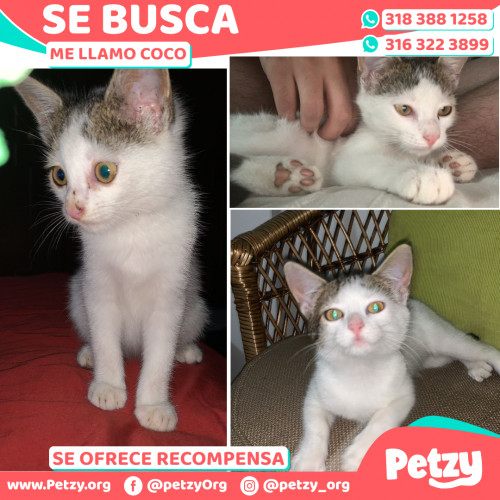 Foto de mascota Coco