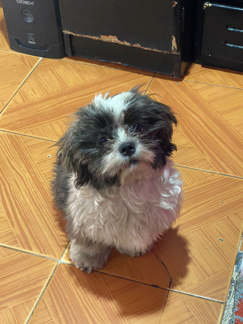 Romeo