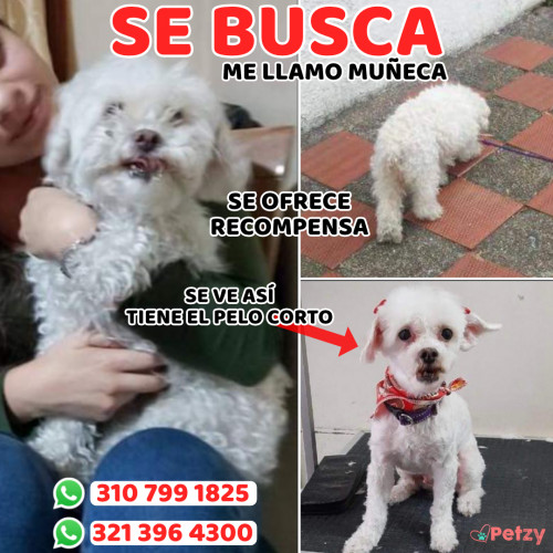 Foto de mascota Muñeca