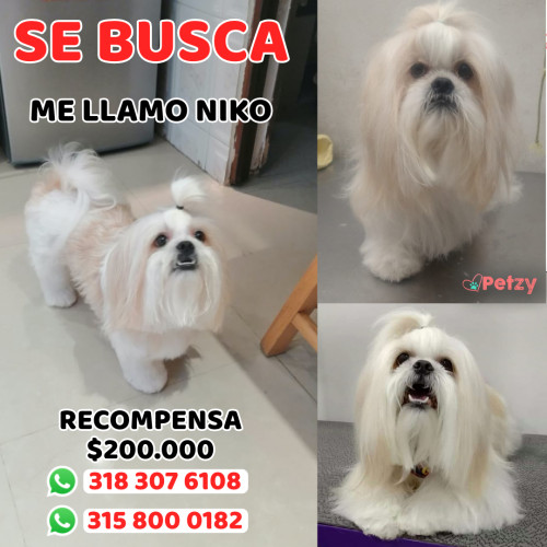 Foto de mascota Niko