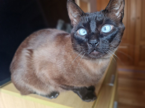 Simba