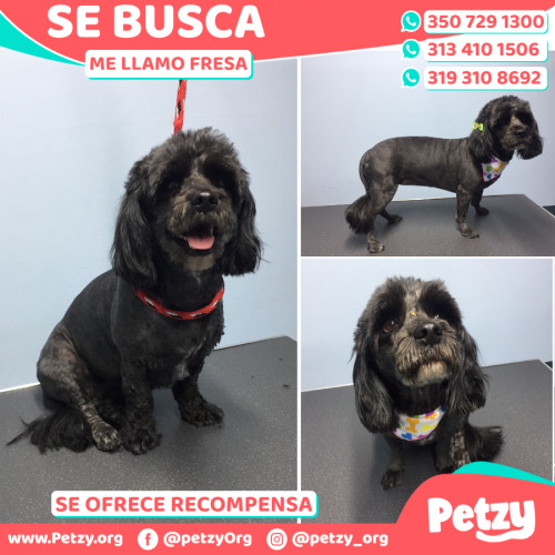 Foto de mascota Fresa