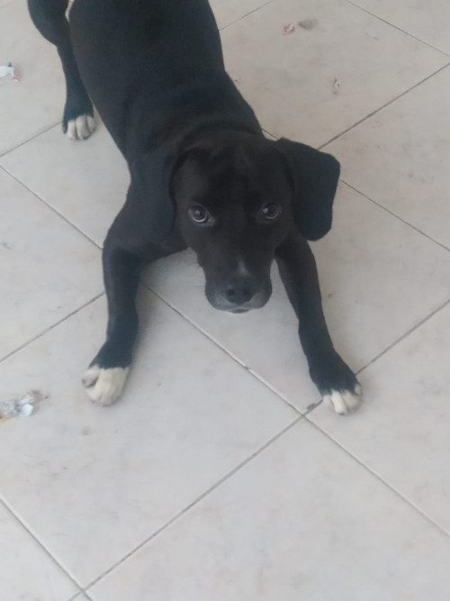Negro